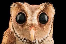 Do owl eyes look like (O.O) ?