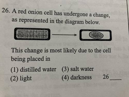 a red onion cell has undergone a change, as represented in the diagram below. This change is most l