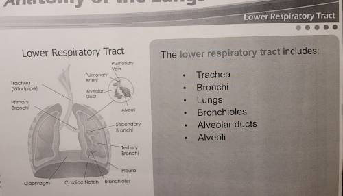 Which of the following is a structure of the lower respiratory tract?
