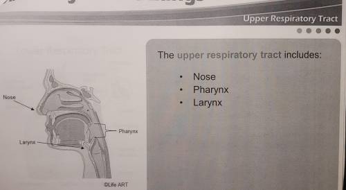 Which of the following is a structure of the lower respiratory tract?
