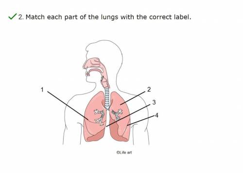 Match each part of the lungs with the correct label.
