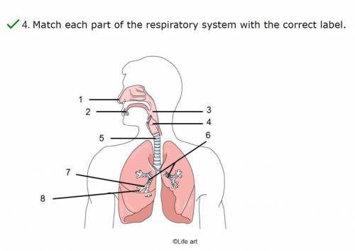 Match each part of the respiratory system with the correct label.