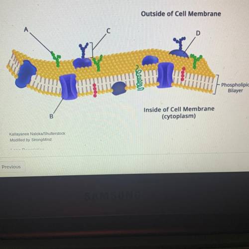 Which membrane component is a glycoprotein?
ОА
ОD
ОB
ОC