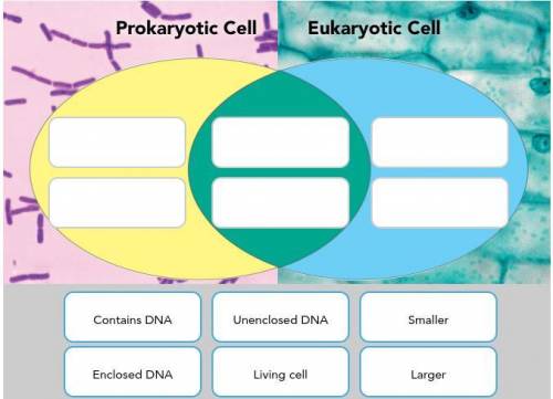 Drag the tiles into the Venn diagram to compare prokaryotic and eukaryotic cells.