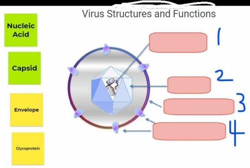 PLEASE HELP me label the 4 virus structures ASAP!