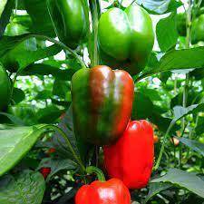 I need help with plants again .. what is a jupiter sweet pepper
