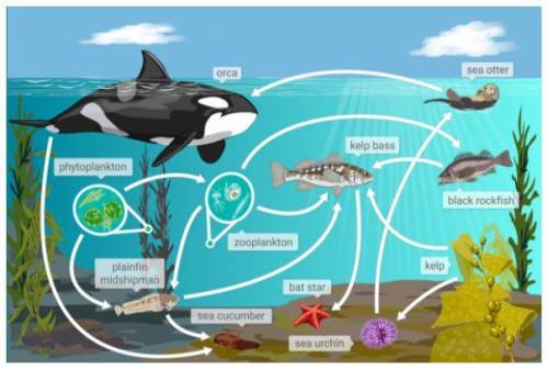 Who are the producers in this food web? Check all that apply *

1. Sea Urchin
2. Kelp
3. Bat star