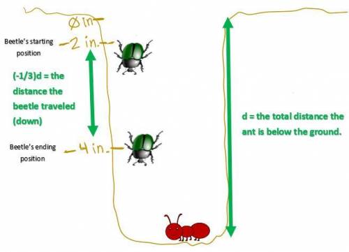 1. A beetle is down in the ground and he digs down to find an ant. A beetle starts at 2 inches belo