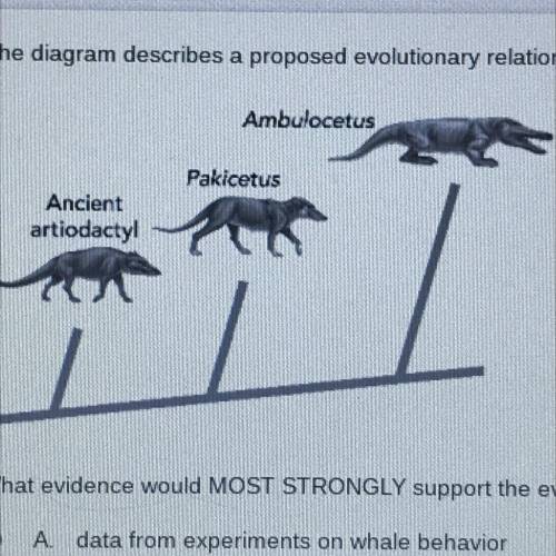 The diagram describes a proposed evolutionary relationship among three ancient species, all of whic