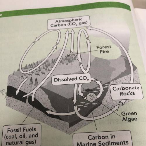 How does the diagram above show the effects of photosynthesis and cellular respiration