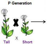Use the following picture to answer the following questions:

What would be the genotype of the P