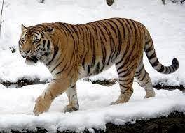 I need siberian tiger photo please