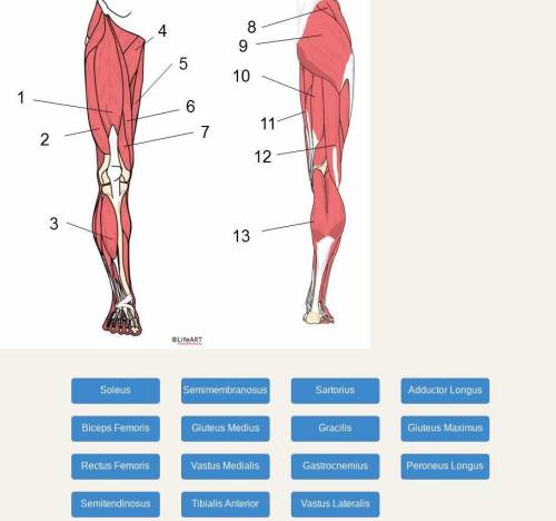Match each of the leg muscles with the correct label.