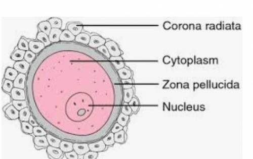 What is the blood cells and egg cells