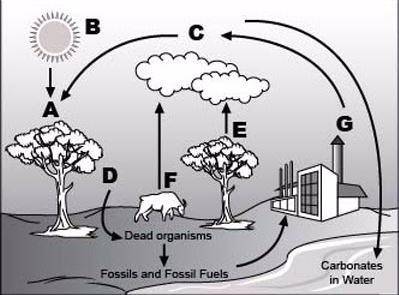 Look at the following diagram of the carbon cycle:

Which of the following statements best describ