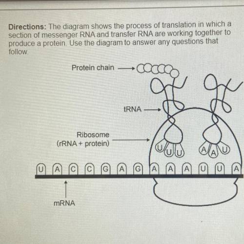 In order for the process of translation to begin, a strand of

messenger RNA must
A. transform int