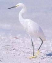 The photograph shows a snowy egret, which is adapted to live in wet places.

Describe three adapta