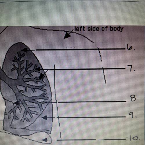 Respiratory system anatomy labeling:
What is number 8?