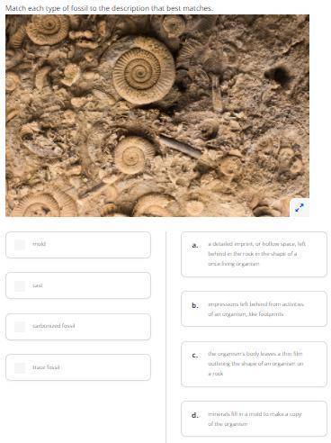 Match each type of fossil to the description that best matches.