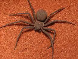 Lab: Magnetic and Electric Fields

Assignment: Lab Report
answer or this spider will be in your be