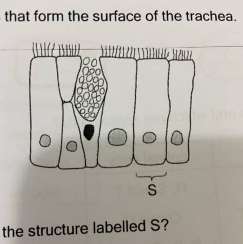 The Diagram shows structures that form the surface of the trachea.

Which level of organisation is