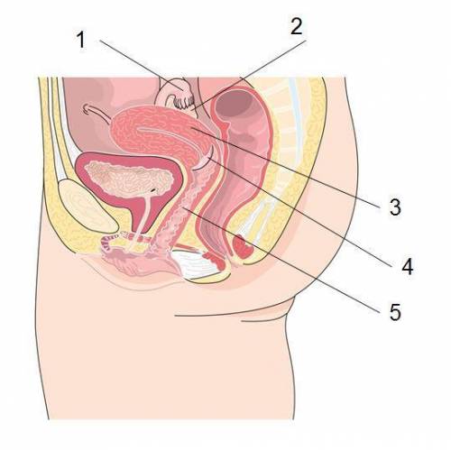 Match each part of the female reproductive system with the correct label.

Fallopian Tube
Vagina
O