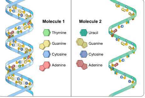 Which statement about the diagram is correct?

Molecule 2 is DNA because it can pair with another