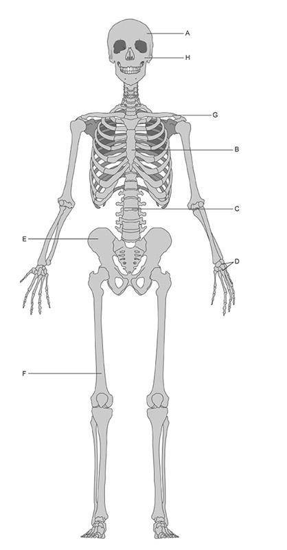 Which of the following is a part of the appendicular skeleton?
A
B
C
D