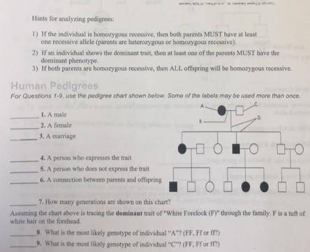 Who can help me with a worksheet called Studying pedigrees activity