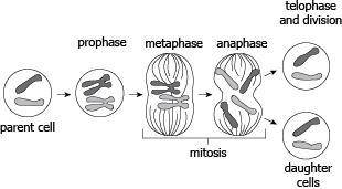 The diagram shows a parent cell undergoing the process of mitosis.

A student claims that mitosis