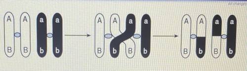 12. The diagram below shows a process that affects chromosomes during meiosis.

This process can b