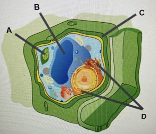 Identify the organelles in the cell.

Answers;
Label A- Chloroplast
Label B- Vacuole
Label C- Cell