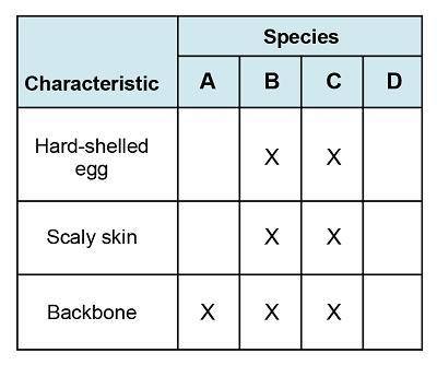 The chart shows shared characteristics of three different species. Which organisms are most closely