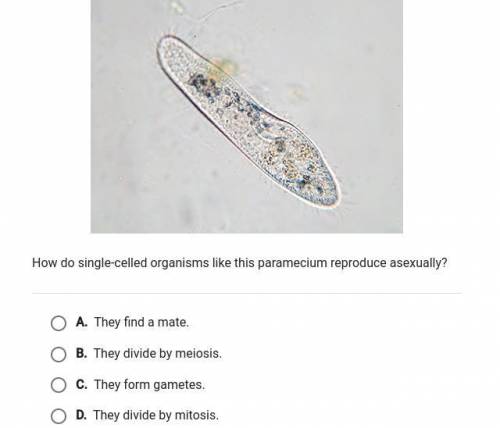 The photo shows a single-celled organism called a paramecium. How do single-celled organisms like t