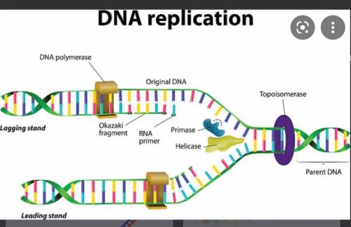 Drag each label to the correct location on the image.

The image below shows the process of DNA rep