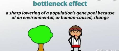 Define bottleneck effect. Koyi hai? ✌️