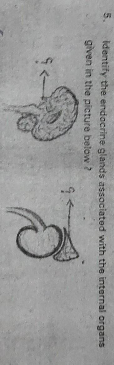 Please help me i need a long answer on this its biology