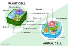 What is the difference between plant cell nd animal cell