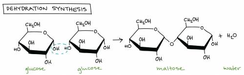 Glucose molecules bond together in a process known as dehydration synthesis. What happens in this pr