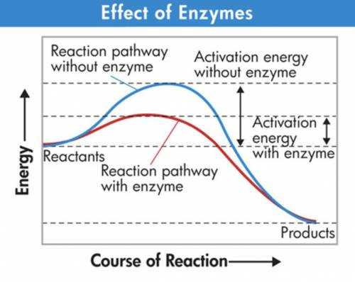 Look at the reaction pathways shown in the graph. How is the reaction different with the enzyme tha
