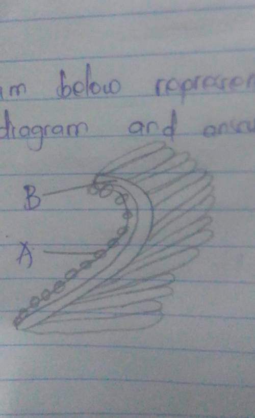 The diagram below represent an organ of a bony fish,study the diagram and answer the question that