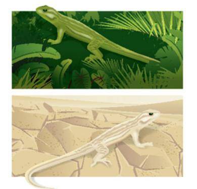 What behavioral adaptation might allow these lizards to survive in their environments?