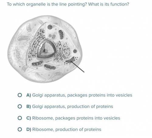 To which organelle is the line pointing? What is its function?