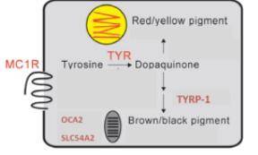 4 of the genes involved in the pathway that creates melanin proteins are TYR, TYRP-1, OCA2, and SLC