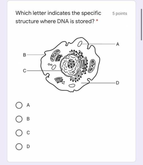 Where is the dna stored?