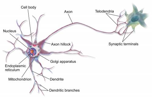 4. The thin, branched processes of a neuron, whose main function is to receive incoming

signals, a
