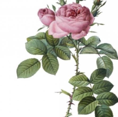 Describe two adaptations you see on the rose plant, and explain how they are adaptations for defens