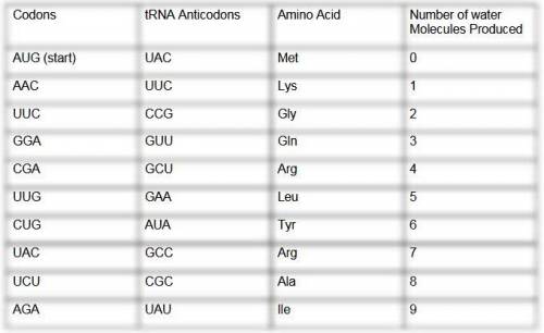 Table 2: Translation of mRNA molecules 
Please help me fill out the table