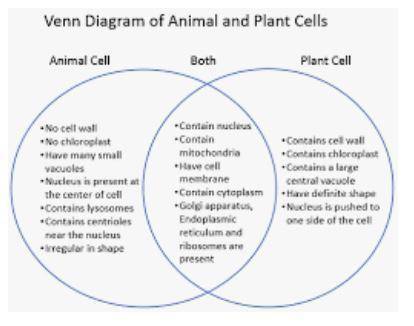 Venn diagram of cells