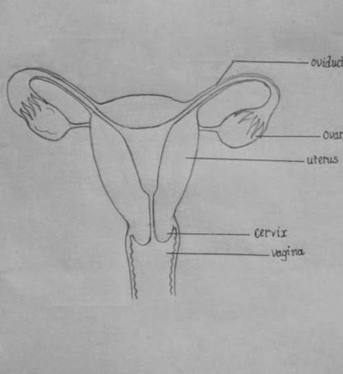 Draw a neat labelled diagram of female reproductive structure